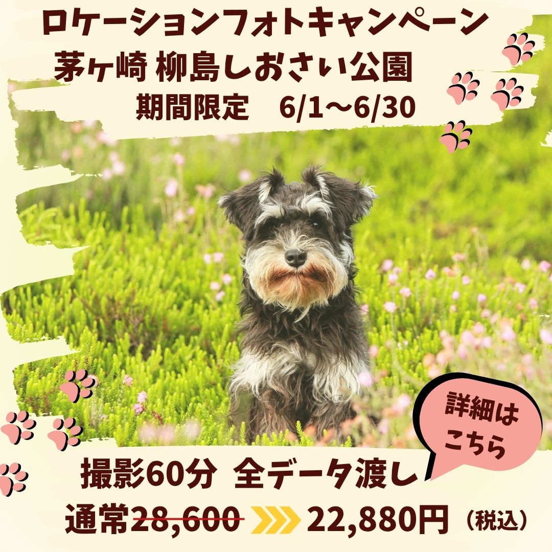 【期間限定】茅ヶ崎　柳島しおさい公園フォト